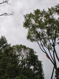 天空下的葱郁树木