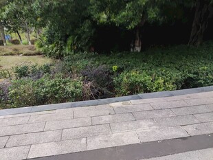 公园石板路旁绿植景观