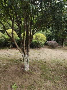 园林中的树木与灌木景观