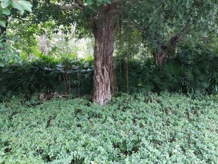 树下繁茂绿植景观