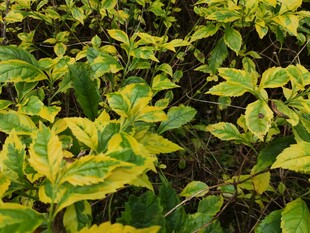 黄绿相间的斑斓叶片植物