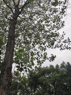 高大树木与繁茂枝叶