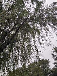 垂柳依依展现自然之美