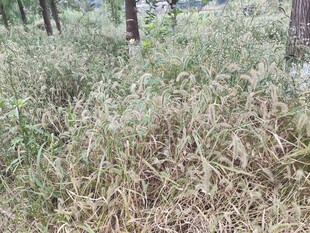 野外枯黄草地景象