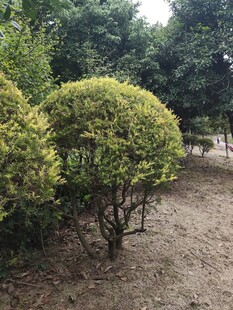 修剪整齐的球形灌木景观