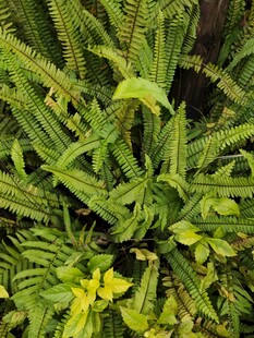 翠绿蕨类植物特写