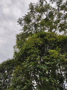 繁茂树木映衬灰蓝天际