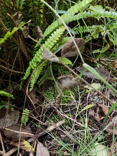 丛林中的蕨类植物