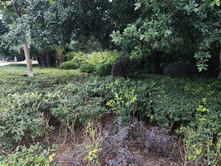 绿意盎然的户外植物景观