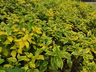 黄绿相间的繁茂植物