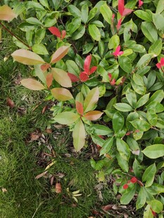 绿叶间的红色小植物