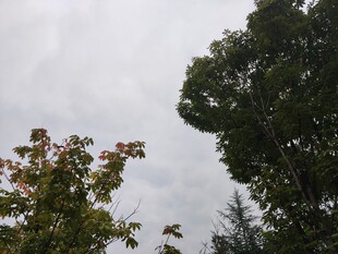 阴天中的绿树与枝叶