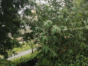 窗外绿意盎然的繁茂植物