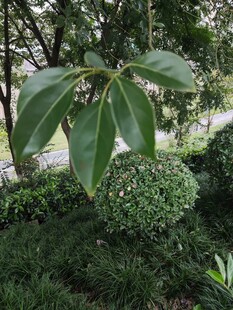 绿叶簇拥的球状绿植