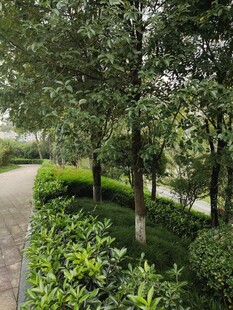 林间小径绿意盎然