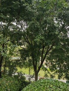 绿意盎然的树林景观