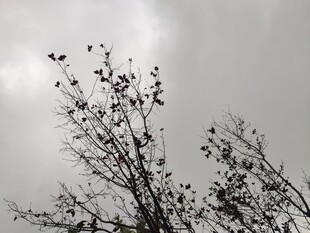 枯枝映灰白天空