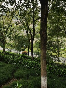 林间绿意盎然的自然景致