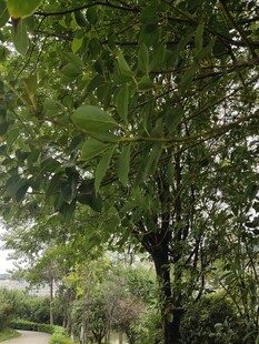 绿荫下的静谧林间小道