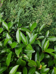 翠绿繁茂的植物叶片