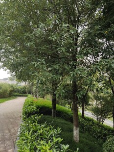 林间小径绿意盎然的景致