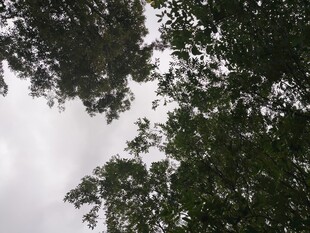 仰视茂密树冠