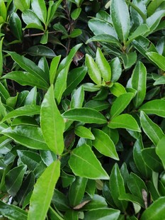 翠绿叶片中的花苞