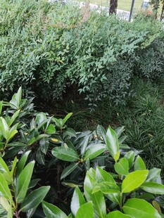 绿意盎然的繁茂植物景观