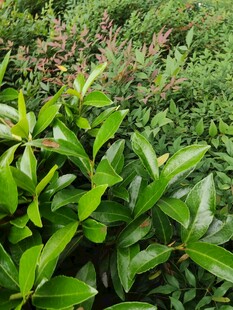 翠绿繁茂的植物景观