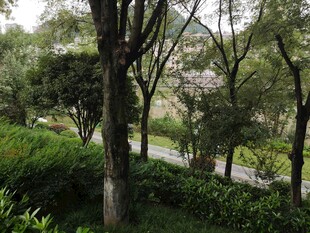 林间绿意盎然的自然景致