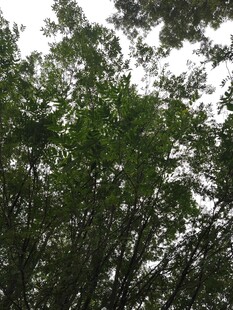 茂密树林绿意盎然