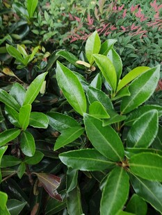 翠绿繁茂的绿叶植物