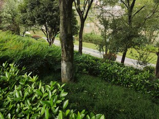 绿意盎然的林间景色