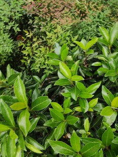 翠绿繁茂的植物景观