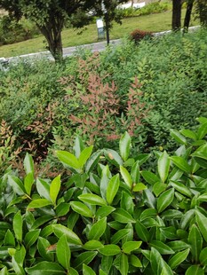 绿意盎然的户外植物景观