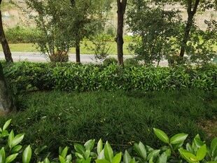 绿意盎然的园林植物景观