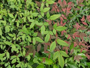 红绿相间的多彩植物景观