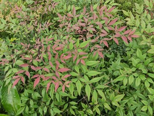 多彩叶片植物景观