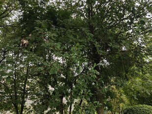 繁茂绿树生机盎然景象