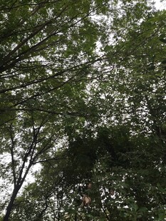 仰视茂密树林树冠