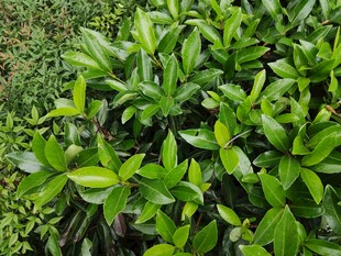 翠绿繁茂的绿叶植物