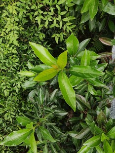 翠绿繁茂的多样绿植景观