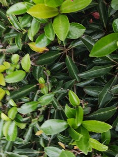 翠绿繁茂的植物叶片