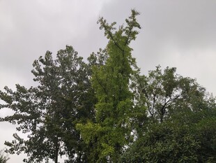 绿树挺立在阴云之下