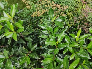 翠绿繁茂的绿植景观