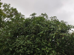 茂密绿树展现自然生机