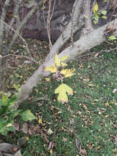 秋日林间倾斜的斑驳树枝