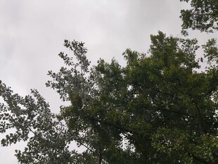 树梢上的天空与繁茂枝叶