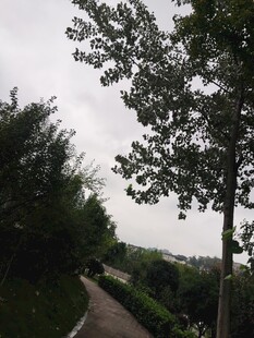 蜿蜒小径旁的葱郁树木