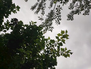 仰视枝叶间的天空